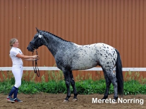 Storlunds Zacano