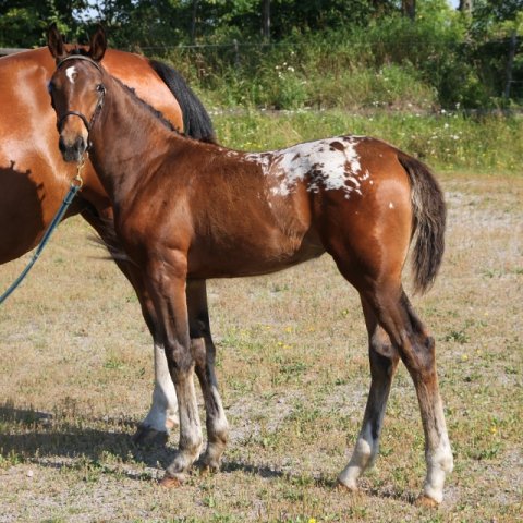 Sanvic Great Girl of Ballisto